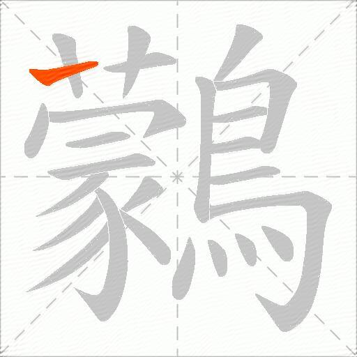 鸏