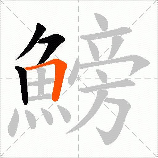 鰟