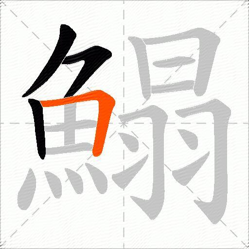 鰨