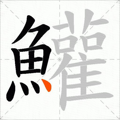 鱹