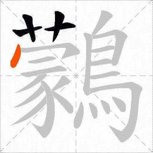 鸏