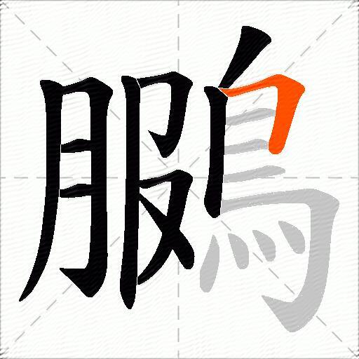 鵩