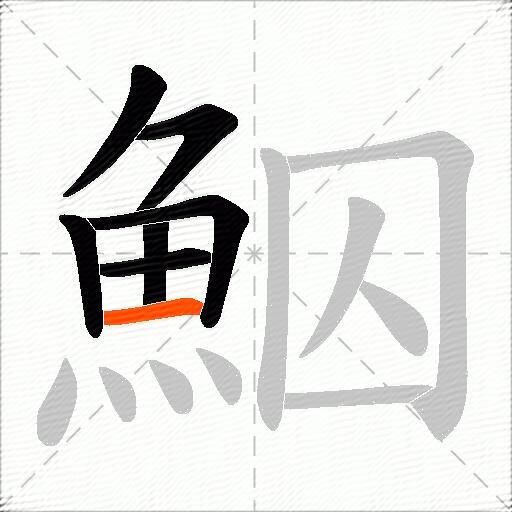 鮂