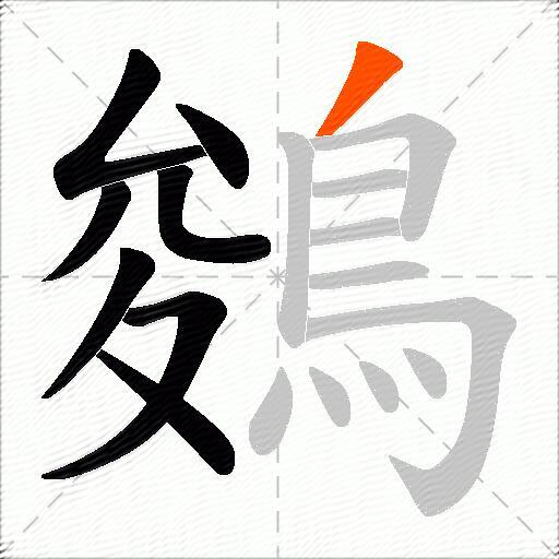 鵕