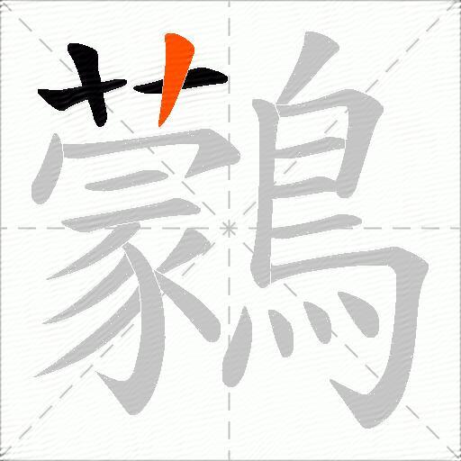 鸏
