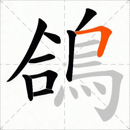 鴿