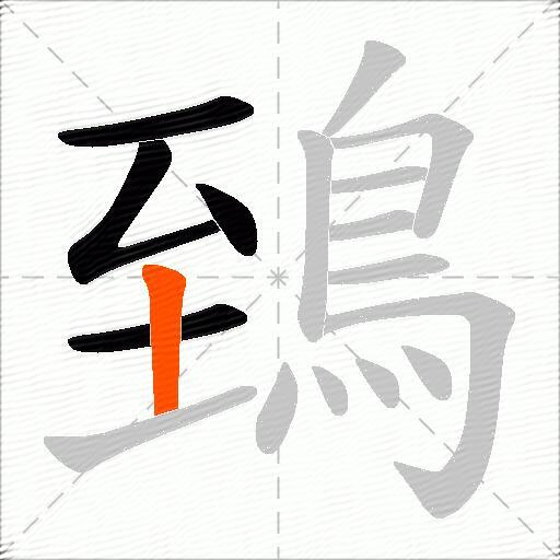 鵄