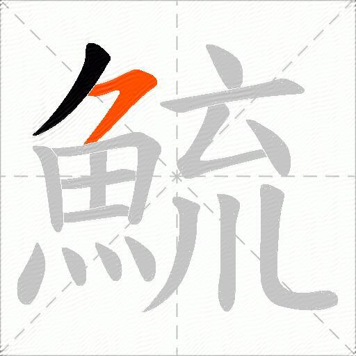 鯍