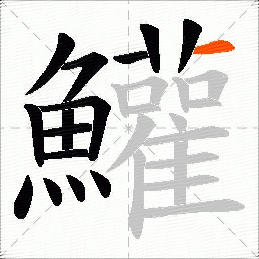 鱹