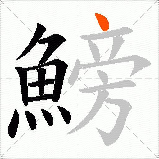 鰟