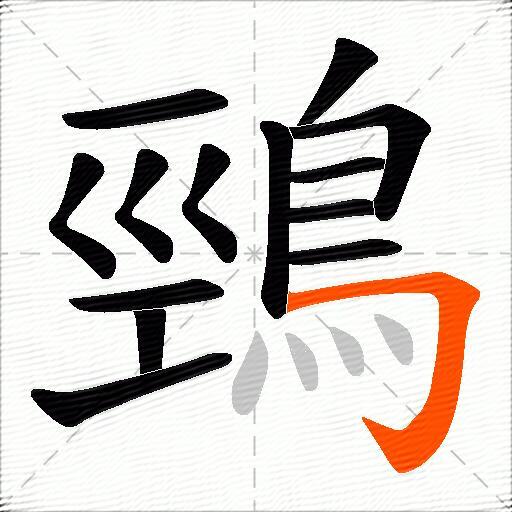 鵛