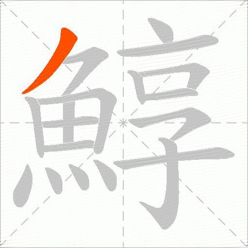鯙