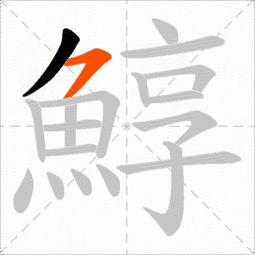 鯙
