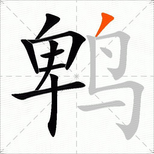 鹎