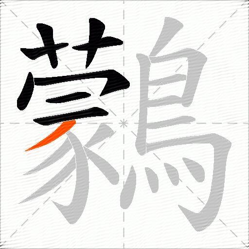 鸏