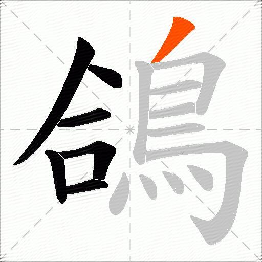 鴿