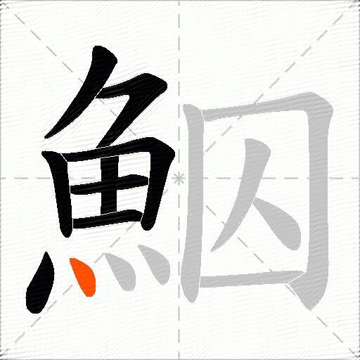 鮂