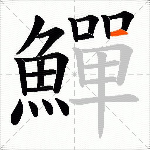 鱓