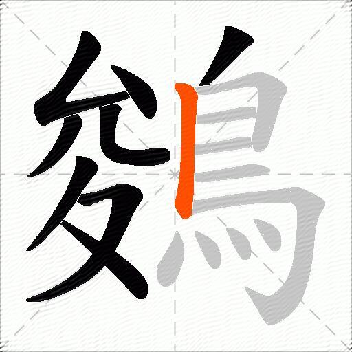 鵕