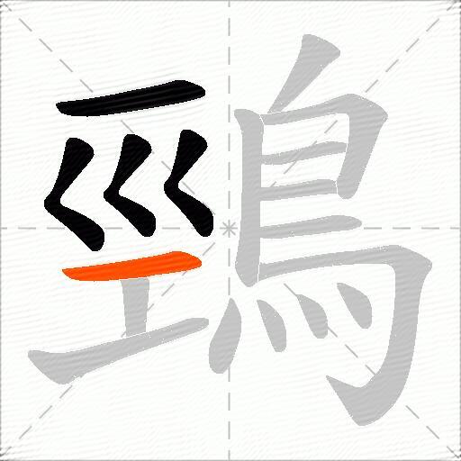 鵛