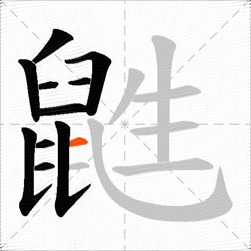 鼪