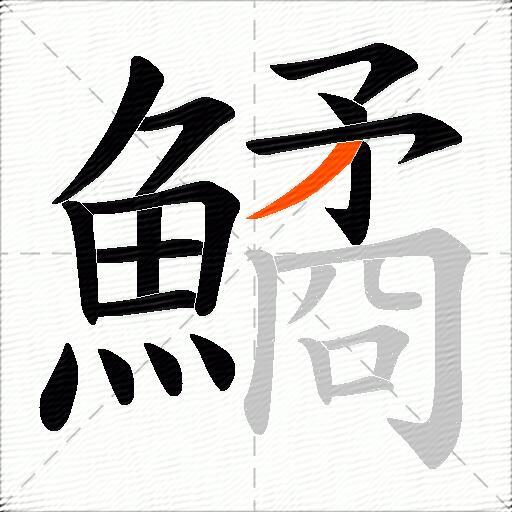 鱊