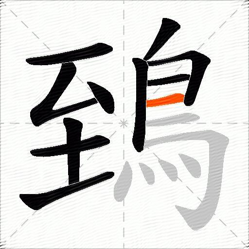 鵄