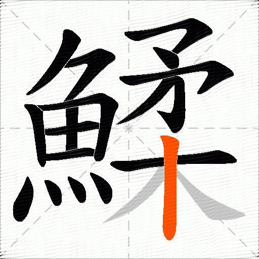 鰇