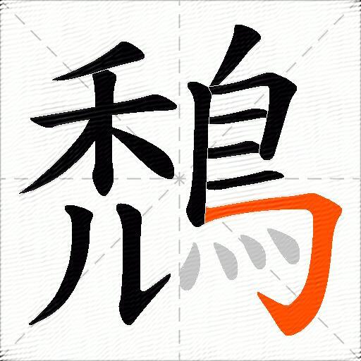 鵚