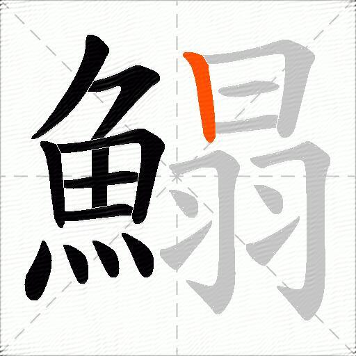鰨