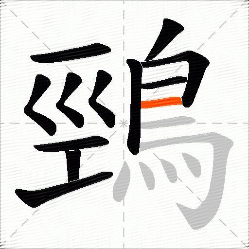 鵛