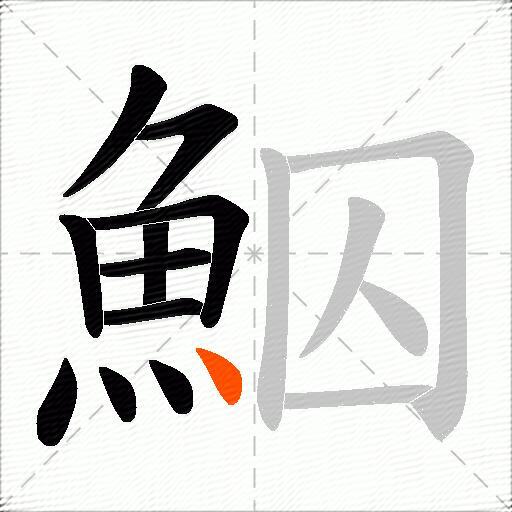 鮂