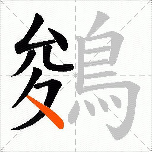鵕