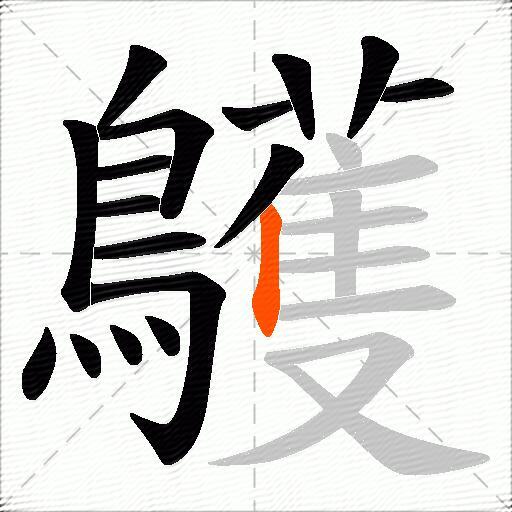 鸌