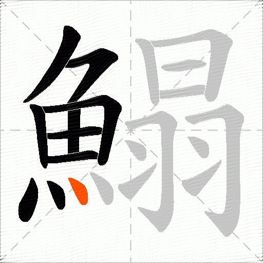 鰨