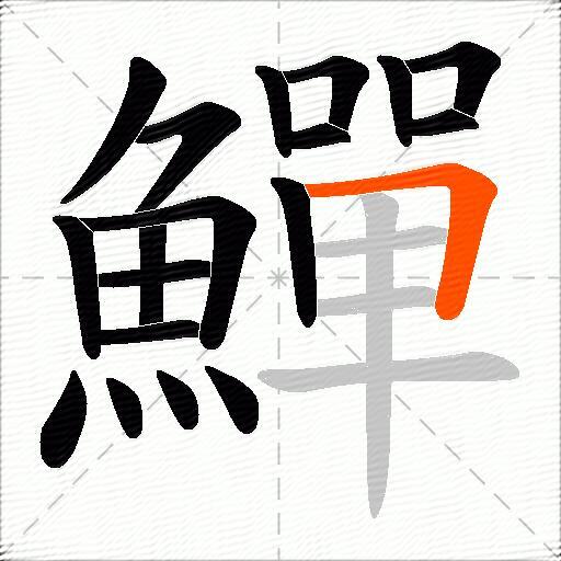 鱓