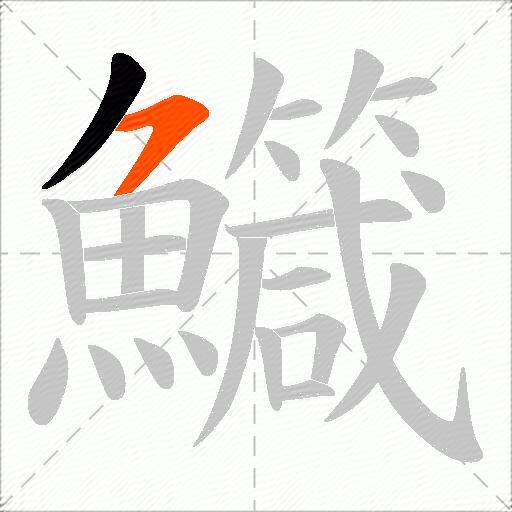 鱵