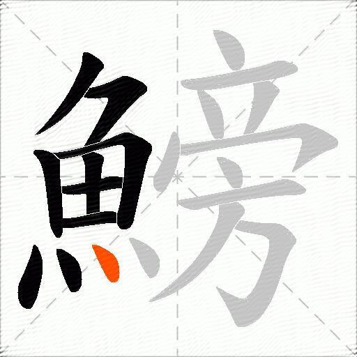 鰟