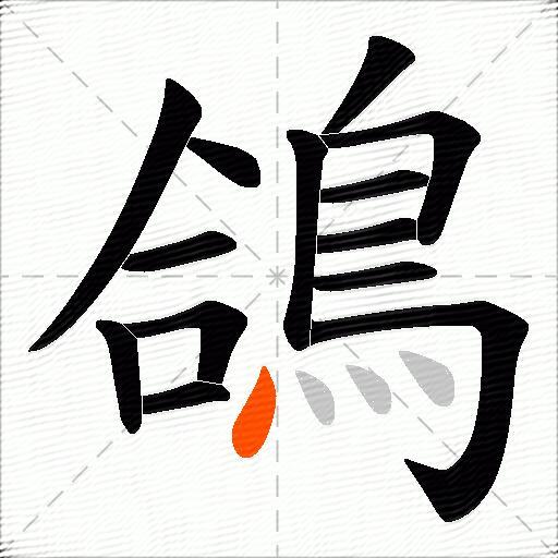 鴿