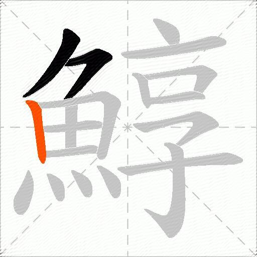 鯙