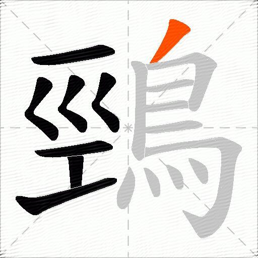 鵛