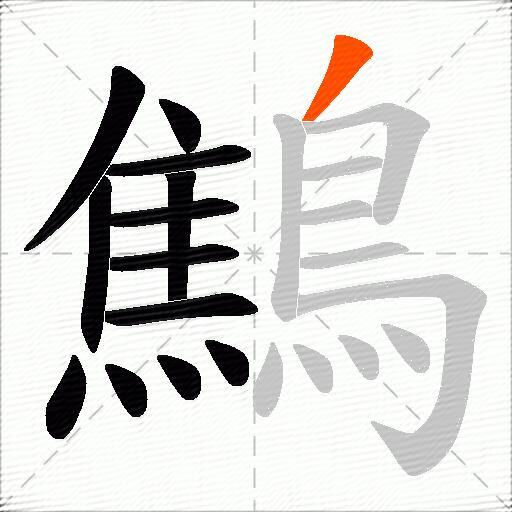鷦