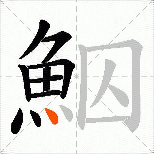 鮂