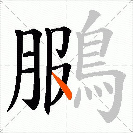 鵩