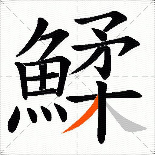 鰇