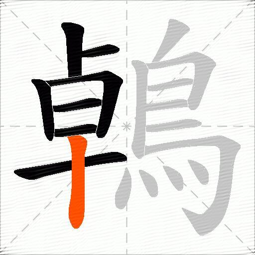 鵫