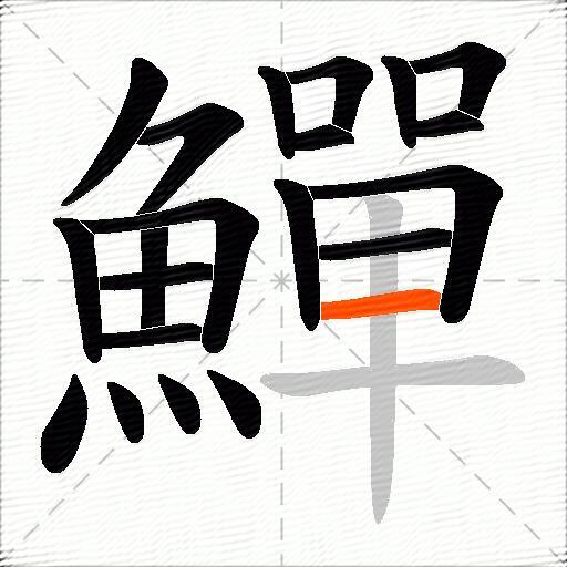 鱓
