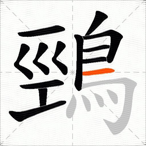 鵛