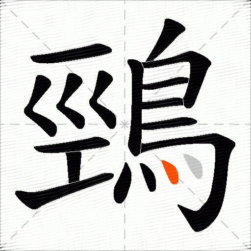 鵛