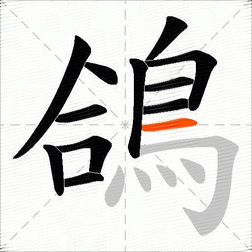 鴿